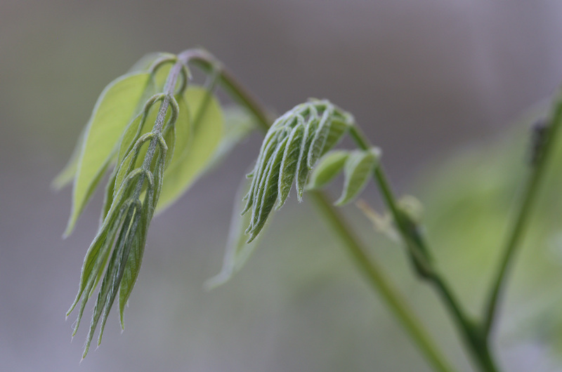 wisteria leaves